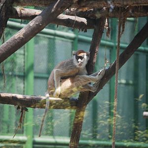 Patas monkey -  Lahore zoo 26/4/2025