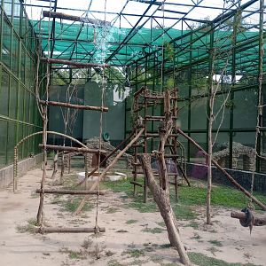 Vervet exhibit -  Lahore zoo 26/4/2025