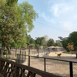 Lawrence road paddocks -  Lahore zoo 26/4/2025