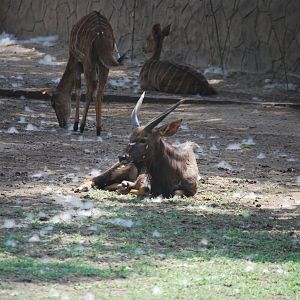 Nyala -  Lahore zoo 26/4/2025