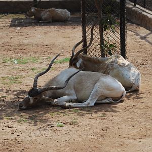 Addax -  Lahore zoo 26/4/2025