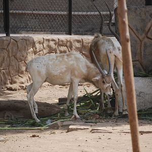Addax calf -  Lahore zoo 26/4/2025