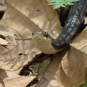 Western Ratsnake (Pantherophis obsoletus)