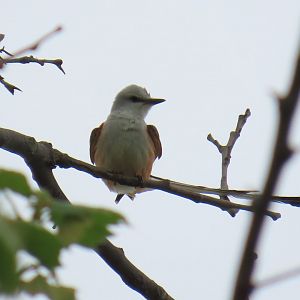 Scissor-tailed Flycatcher (Tyrannus forficatus)