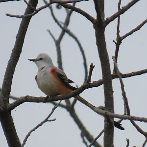 Scissor-tailed Flycatcher (Tyrannus forficatus)