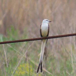 Scissor-tailed Flycatcher (Tyrannus forficatus)