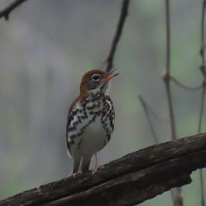 Wood Thrush (Hylocichla mustelina)