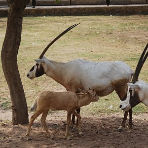 Arabian oryx -  Lahore zoo 26/4/2025