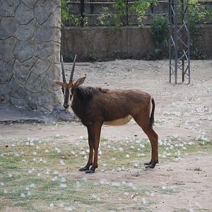 Sable antelope -  Lahore zoo 26/4/2025