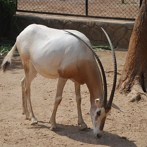 Scimitar-horned oryx -  Lahore zoo 26/4/2025
