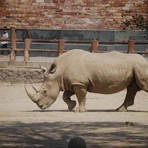 White rhinoceros bull -  Lahore zoo 26/4/2025