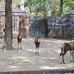 Blesbok -  Lahore zoo 26/4/2025