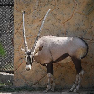 Gemsbok -  Lahore zoo 26/4/2025