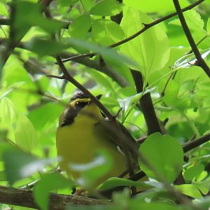 Kentucky Warbler (Geothlypis formosa)