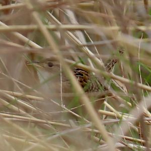 Sedge Wren (Cistothorus stellaris)