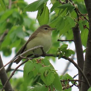 Warbling Vireo (Vireo gilvus)