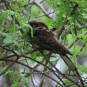 Eastern Whip-poor-will (Antrostomus vociferus)