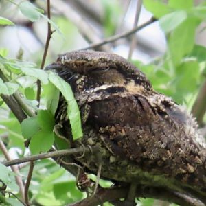 Eastern Whip-poor-will (Antrostomus vociferus)