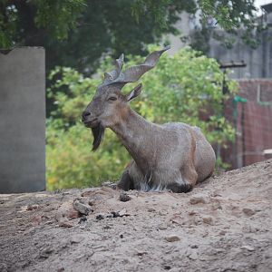 Suleiman markhor -  Lahore zoo 26/4/2025