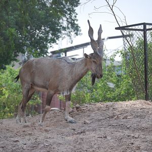Suleiman markhor -  Lahore zoo 26/4/2025