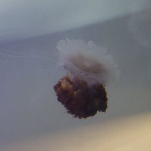 SeaLife Melbourne - Cyanea capillata??
