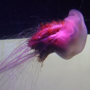 SeaLife Melbourne - Cyanea capillata??