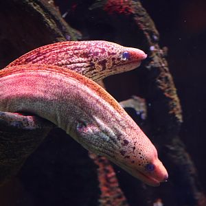 SeaLife Melbourne - Moray ID??