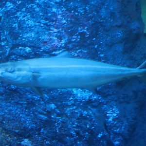 SeaLife Melbourne - Elagatis bipinnulata??