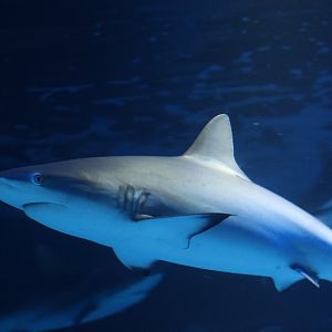 SeaLife Melbourne - Carcharhinus amblyrhynchos??