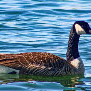 Apr. 2025 - Canada Goose