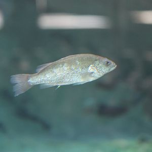 SeaLife Melbourne - ID??