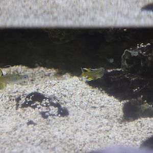 SeaLife Melbourne - Pseudomugil signifer??