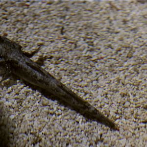 SeaLife Melbourne - Mudskipper? ID??