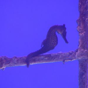 SeaLife Melbourne - Seahorse ID??