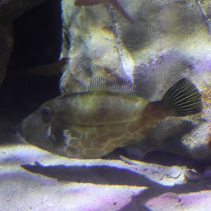 SeaLife Melbourne - Eubalichthys gunnii??