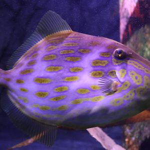 SeaLife Melbourne - Eubalichthys mosaicus??