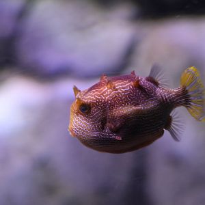 SeaLife Melbourne - Boxfish ID??