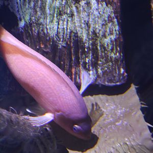 SeaLife Melbourne - ID??