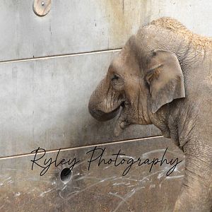 Asian Elephant Esha