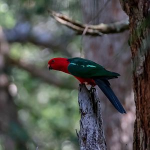 Australian King Parrot (male)