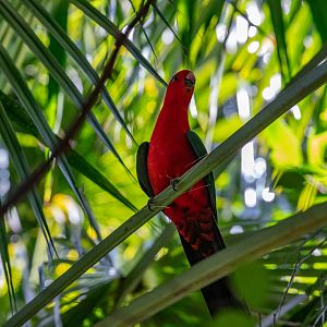 Australian King Parrot (male)