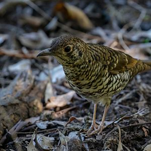 Bassian Thrush