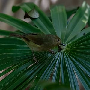 Large-billed Scrubwren