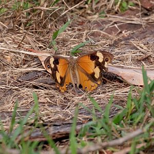 Common Brown