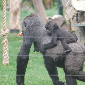 Mother and young gorilla at ZSL London Zoo
