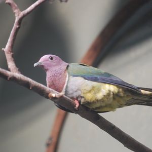 Pink-headed fruit-dove at ZSL London Zoo