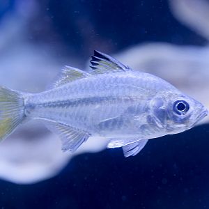 Slender glassy perchlet