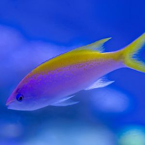Yellowback Anthias
