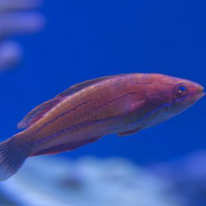 McCosker's flasher wrasse