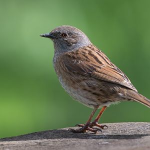Dunnock (wild) UK